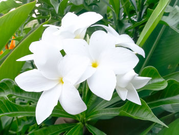 Close-up of white flowers blooming outdoors