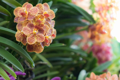 Close-up of orange flowering plant