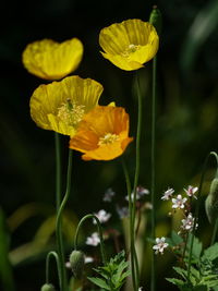 Close-up of yellow flowering plant