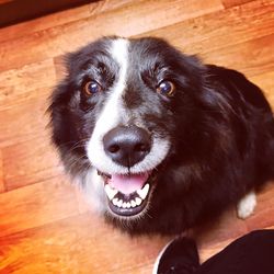 Close-up of dog on hardwood floor