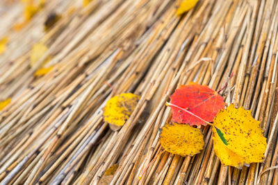 Red and yellow autumn leaves on a thatched roof