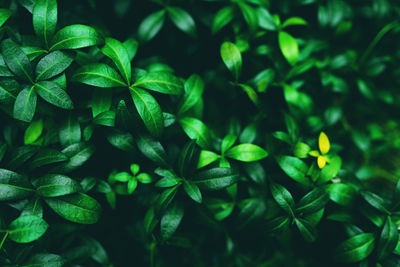 Close-up of green leaves