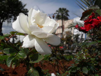 Close-up of white rose blooming outdoors