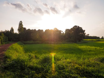 Scenic view of field against sky