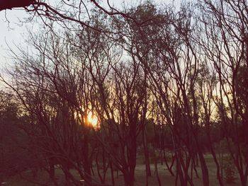 Trees in forest during winter