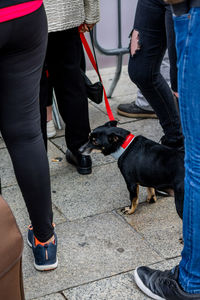 Low section of man with dog standing on street