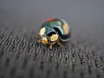 Close-up of insect