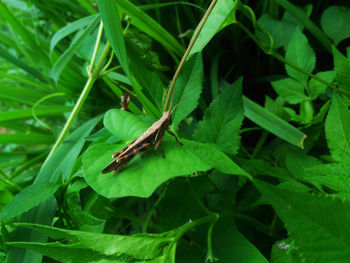 Close-up of insect on leaf