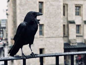 Close-up of bird perching on railing