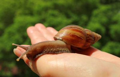 Close-up of hand holding snail