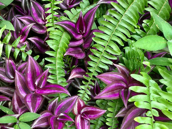 Full frame shot of plants