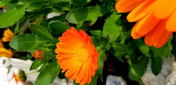 Close-up of orange flowering plant