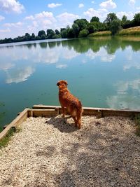 Dog on a lake