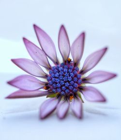 Close-up of pink flower over white background