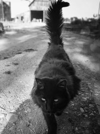 Portrait of cat on street