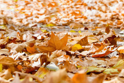 Close-up of autumn leaves