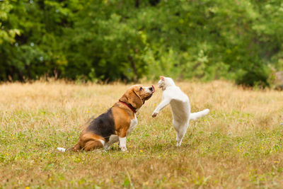 Two dogs playing in field