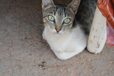 High angle view portrait of tabby cat on floor