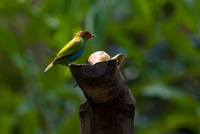 Close-up of birds perching on branch