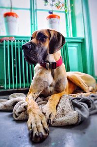 Great dane resting at home