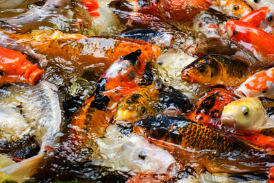 Fish swimming in lake