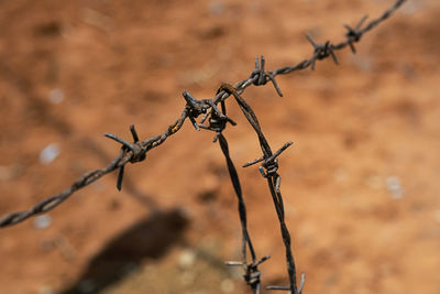 Barbed wire, close up.