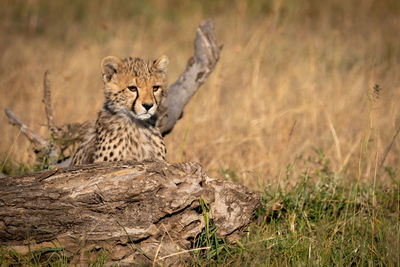 View of cheetah sitting at field