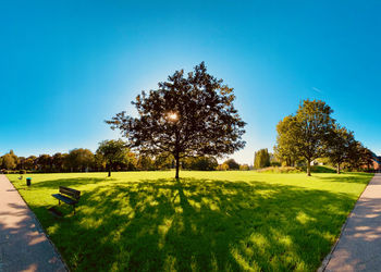 Trees on field against clear blue sky