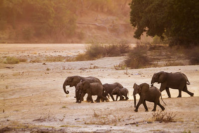 Elephants walking on land