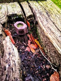 High angle view of mushrooms growing on tree trunk
