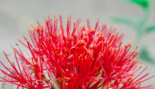 Close-up of red flowering plant