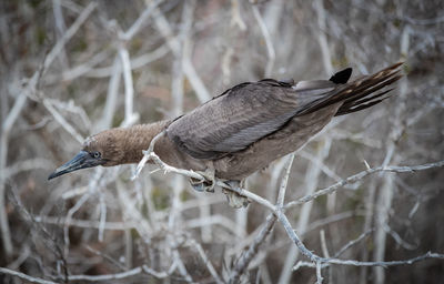 Close-up of bird perching on branch