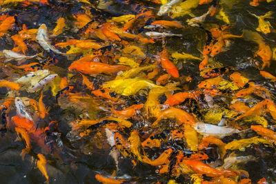 High angle view of fish swimming in lake