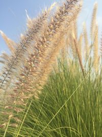 Close-up of plants growing in field