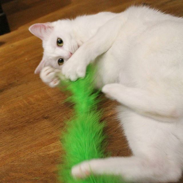 domestic animals, pets, indoors, animal themes, mammal, one animal, domestic cat, cat, feline, white color, relaxation, looking at camera, whisker, home interior, portrait, close-up, cute, resting, bed, young animal