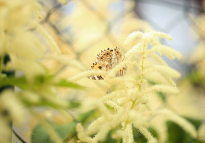 Close-up of insect on flower