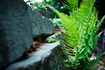 Close-up of lizard on plant