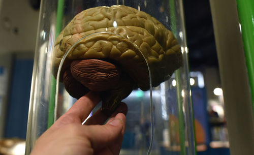 Cropped hand holding brain in container
