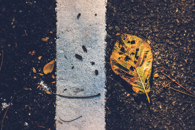 High angle view of butterfly on leaves