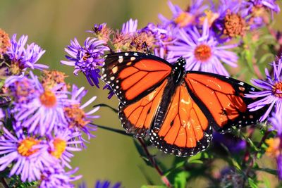 Close-up of butterfly pollinating on purple flower