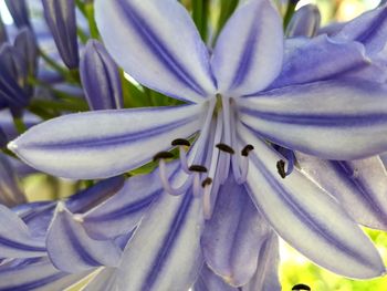 Close-up of fresh flower blooming outdoors