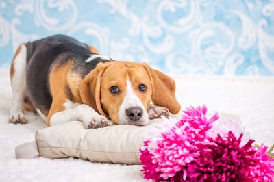 Close-up portrait of dog lying at home