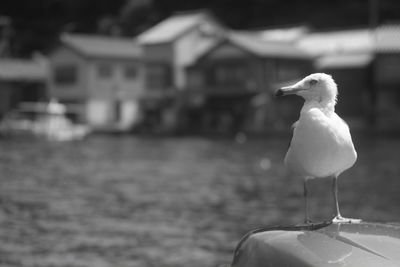 Close-up of bird perching outdoors