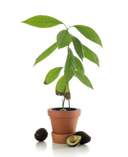 Close-up of leaves and potted plant against white background