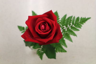 Close-up of red rose