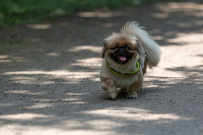 Portrait of cute dog