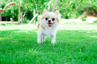 Portrait of dog sticking out tongue on grassy field