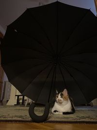 Portrait of cat sitting on umbrella