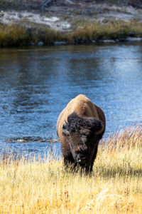 Bison in yellowstone national park grazing near a river