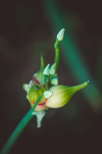 Close-up of flowering plant